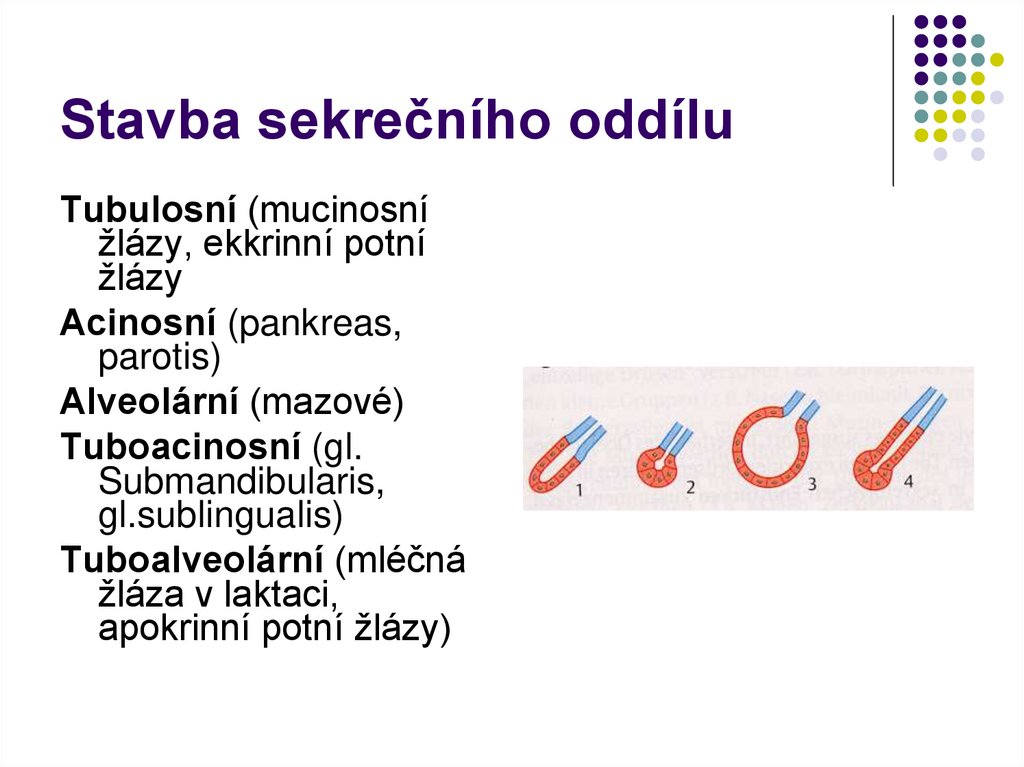 Stavba sekrečního oddílu