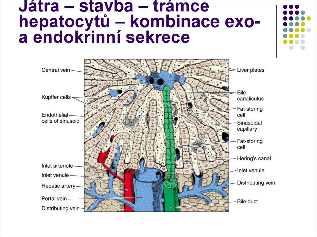 Játra – stavba – trámce hepatocytů – kombinace exo- a endokrinní sekrece