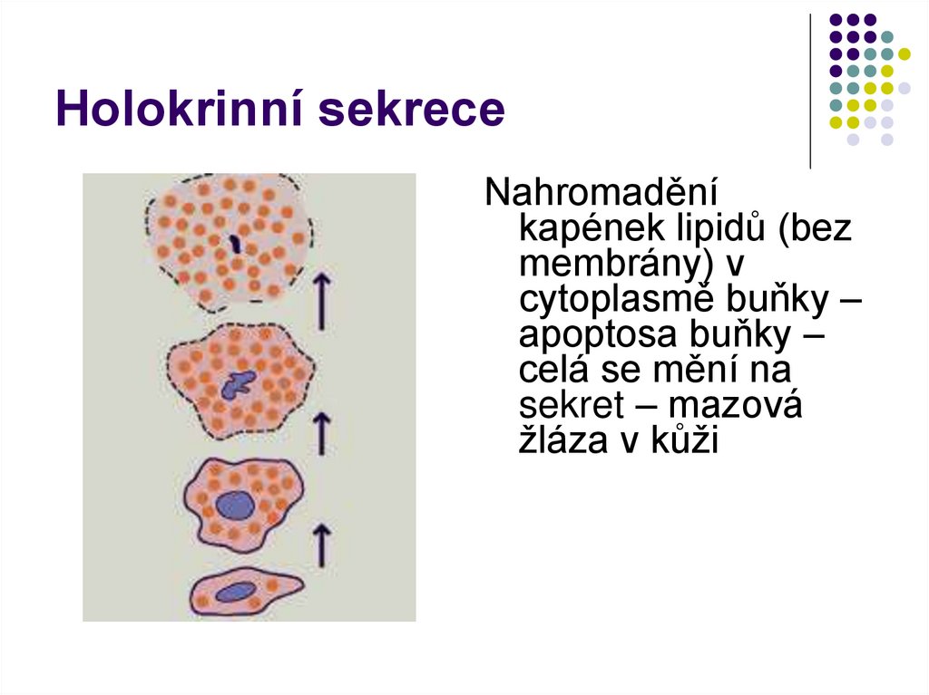 Holokrinní sekrece
