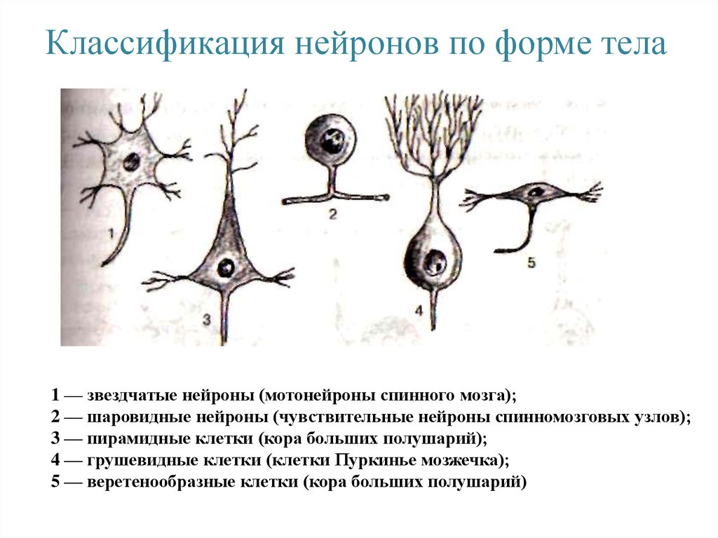 Тело 1 нейрона. Классификация нейронов по форме. Функциональная классификация нейронов таблица. Классификация нейронов по форме тела. Классификация нейронов по форме тела и ветвлению отростков.