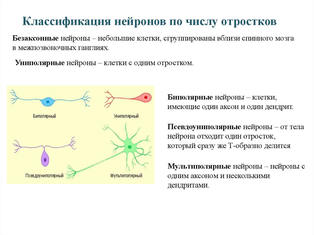 Количество нейронов. Униполярные Нейроны функции. Псевдоуниполярный Нерон функции. Униполярные псевдоуниполярные биполярные. Псевдоуниполярный Нейрон функции.