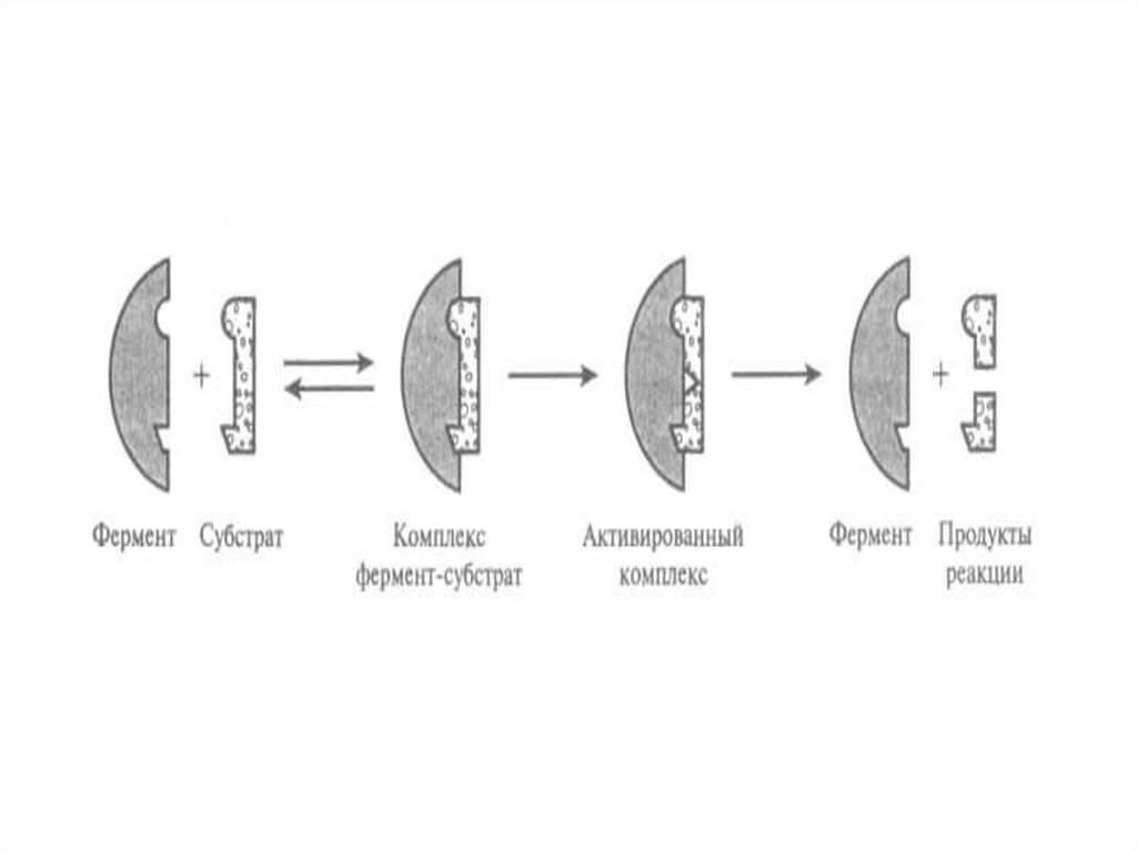 Схема работы фермента