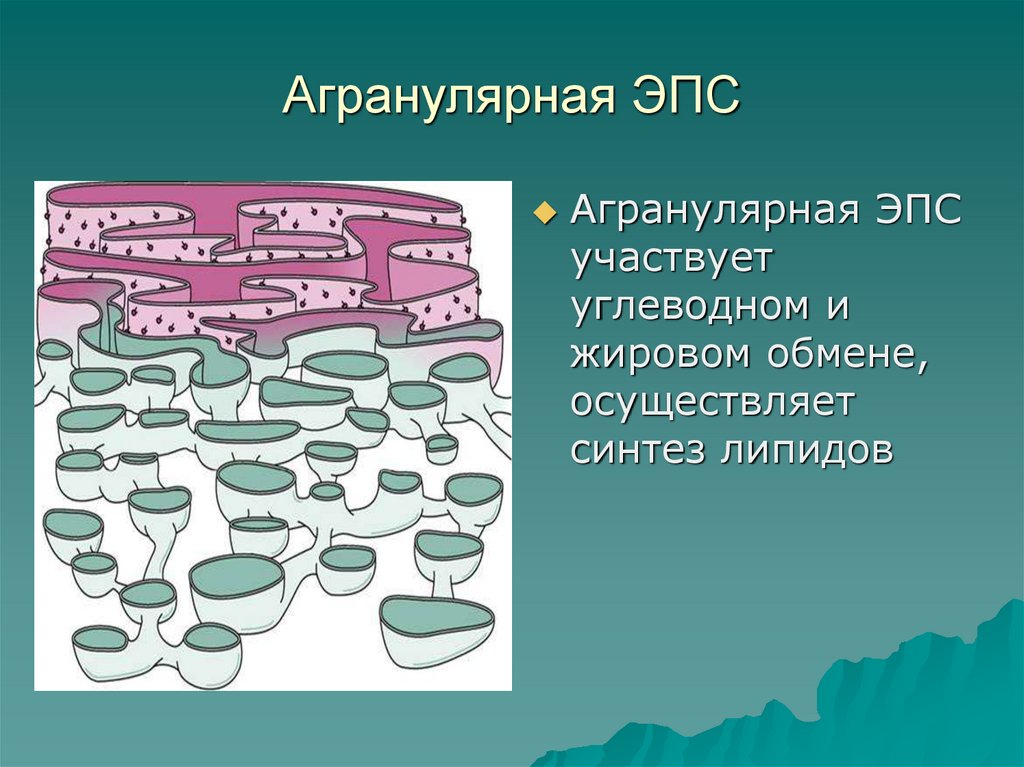 Гладкая сеть. Агранулярная гладкая ЭПС. Агранулярная эндоплазматическая сеть.