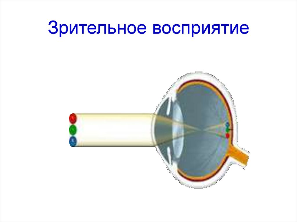 Восприятие зрительных образов. Зрительное восприятие. Зрительноеое восприятие. Процесс зрительного восприятия. Зрительное восприятие человека.