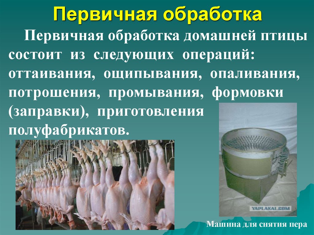 Презентация виды заправки тушек домашней птицы дичи кулинарное назначение