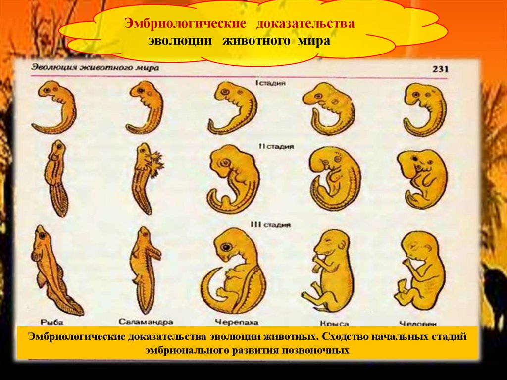 Начальные этапы эволюции. Эмбриологические док ва эволюции. Эмбриональные доказательства эволюции животных.