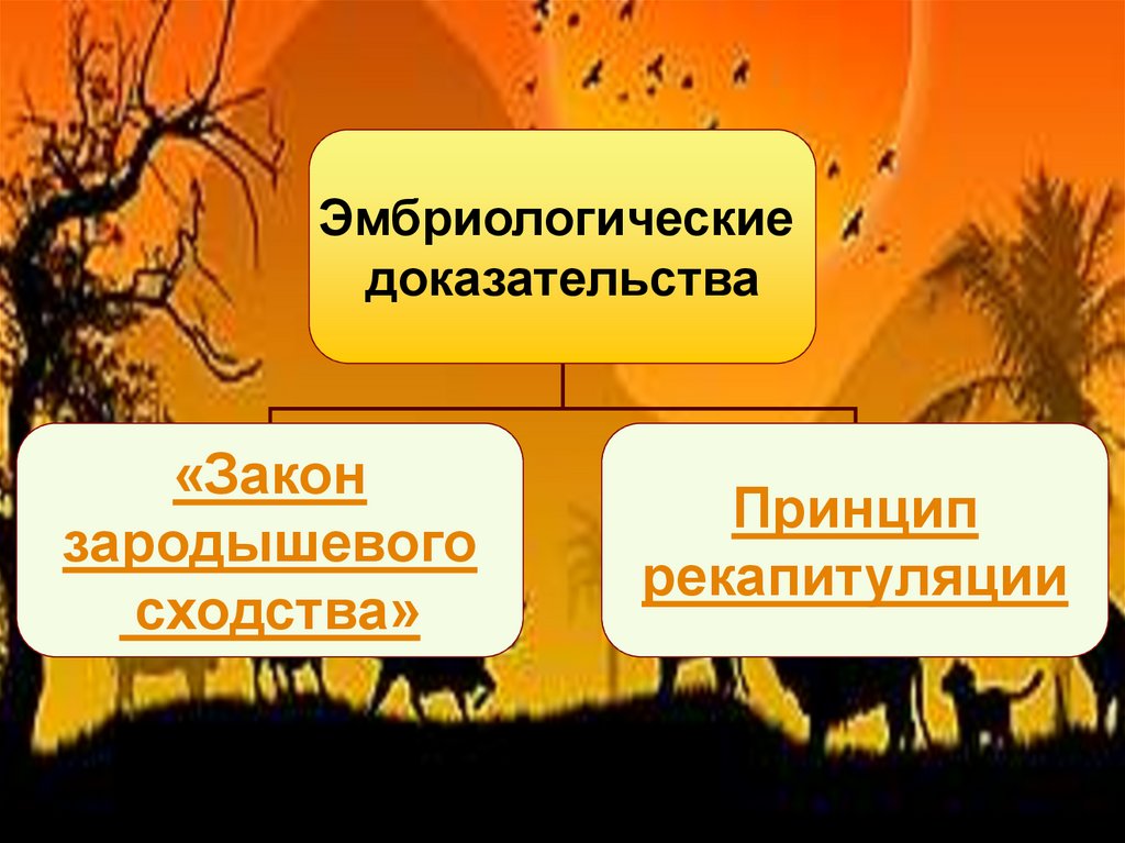 Доказательства эволюции животного мира презентация 7 класс константинов