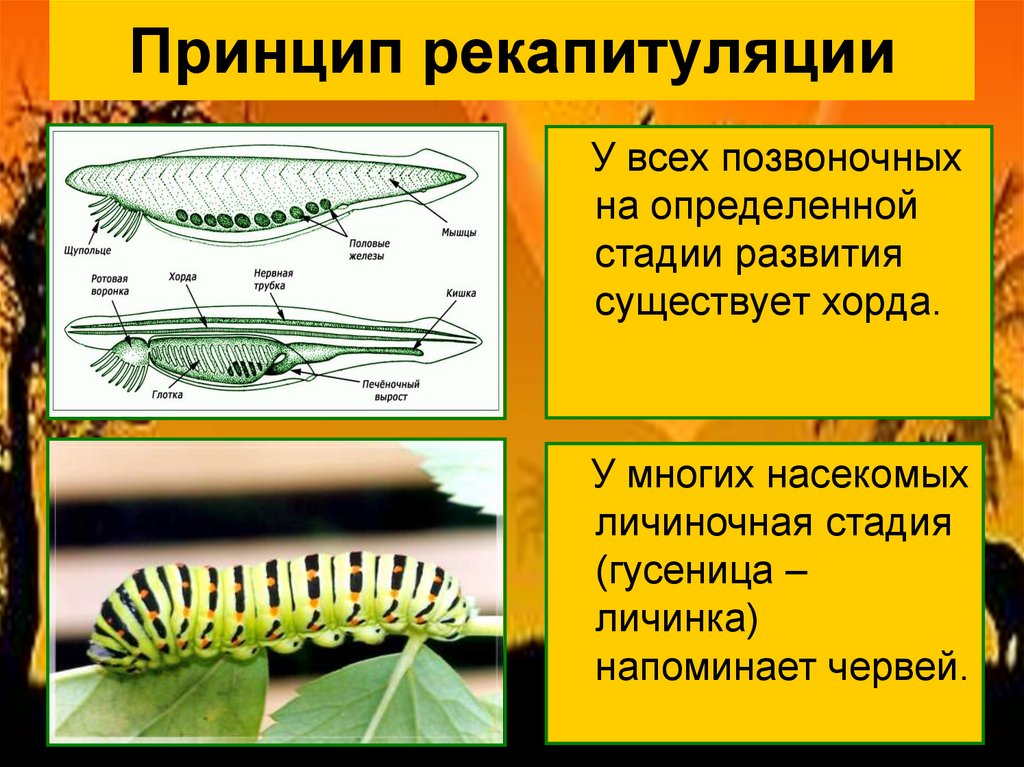 Развития не существует. Рекапитуляции. Принцип рекапитуляции открыл. Презентация на тему Эволюция животных 7 класс. Доказательства эволюции животного мира презентация 7 класс.