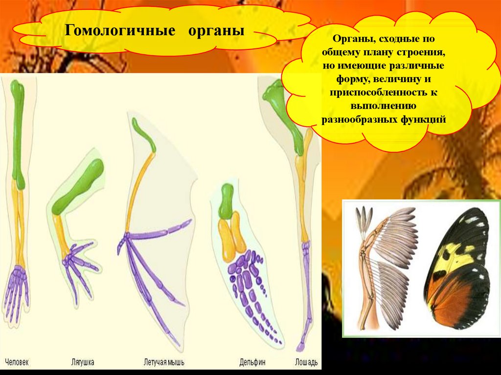 Сходное строение растений и животных доказательство. Эволюция животных презентация. Гомологичные органы доказательства эволюции. Гомологичные органы насекомых. Доказательства эволюции животного мира презентация 7 класс.