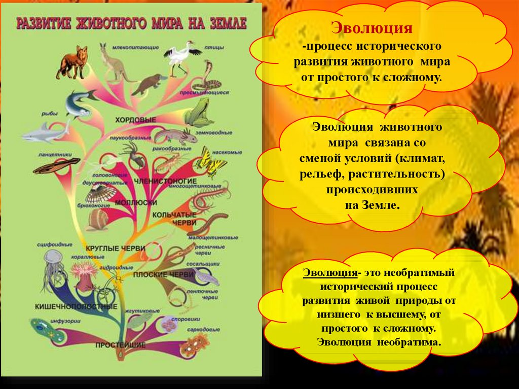 Биология 7 класс основные темы. Процесс эволюции животных. Эволюция животных схема.