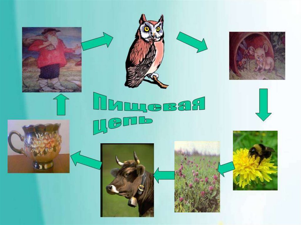 Связи между животными 2 класс окружающий мир. Экологическая цепочка в природе. Цепь питания Совы. Цепочка связей в природе. Невидимые цепи питания.