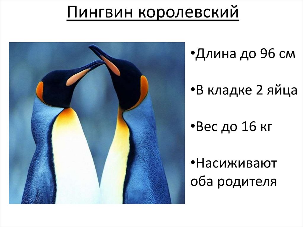 У какого пингвина всегда есть действие. Королевские пингвины интересные факты. Королевский Пингвин факты. Королевский Пингвин презентация. Императорский Пингвин интересные факты.