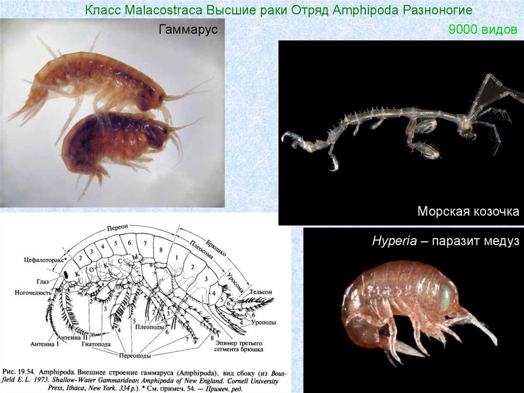 К какой группе относится рак