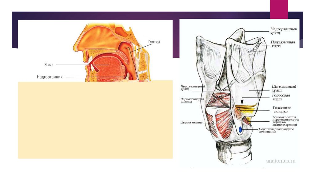 Надгортанник это. Строение надгортанника человека. Респираторная система надгортанник. Надгортанник отделяет гортань от. Надгортанник анатомия у детей.