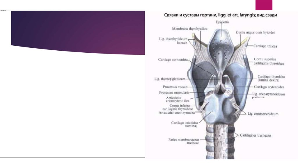 На рисунке изображено строение гортани выберите две. Эластический конус гортани схема. Суставы и связки гортани анатомия.