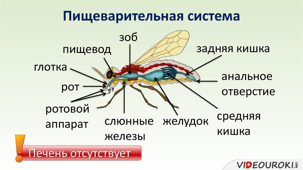 Охарактеризуйте особенности внешнего строения насекомых используя рисунки в тексте параграфа