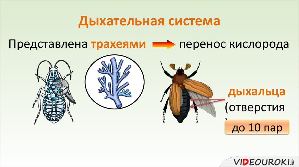 Дыхальца где расположены. Тип Членистоногие дыхательная система. Дыхальца.