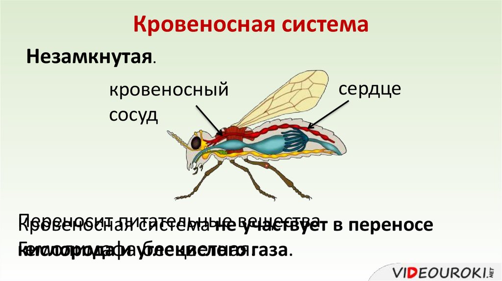 Какие системы у насекомых. Кровеносная система насекомых схема. Кровеносная система у насекои. Кровеностнаясистема насекомых. Строение кровеносной системы насекомых.