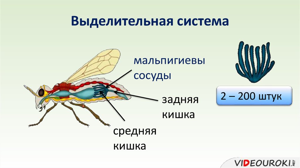 Каким номером на рисунке обозначены органы выделения насекомых и паукообразных