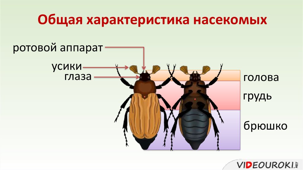 План характеристики насекомых