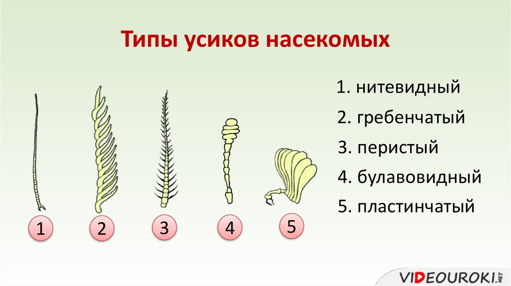 Наличие усиков. Типы усиков насекомых. Строение усиков насекомых. Нитевидные усики насекомых примеры. Строение и типы усиков.