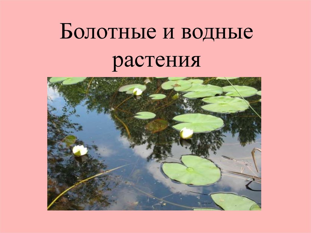 Водно болотные растения. Растения на болоте. Болотные растения презентация. Водяное или Болотное растение.