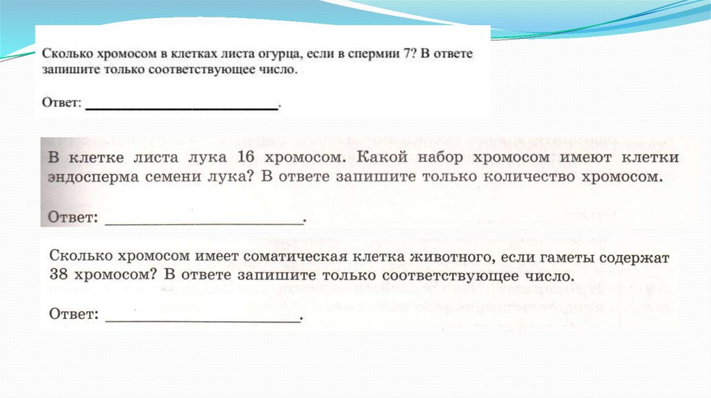 Хромосомный набор клетки листа. Сколько хромосом в клетках листа. Набор хромосом в клетке листа. Клетка листа гороха имеет 14 хромосом. Лист гороха набор хромосом.