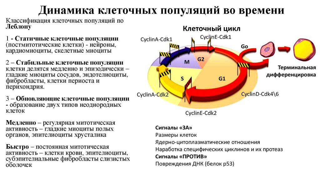 Основы кинетики клеточных популяций