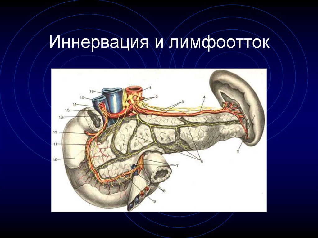 Лимфоотток анатомия