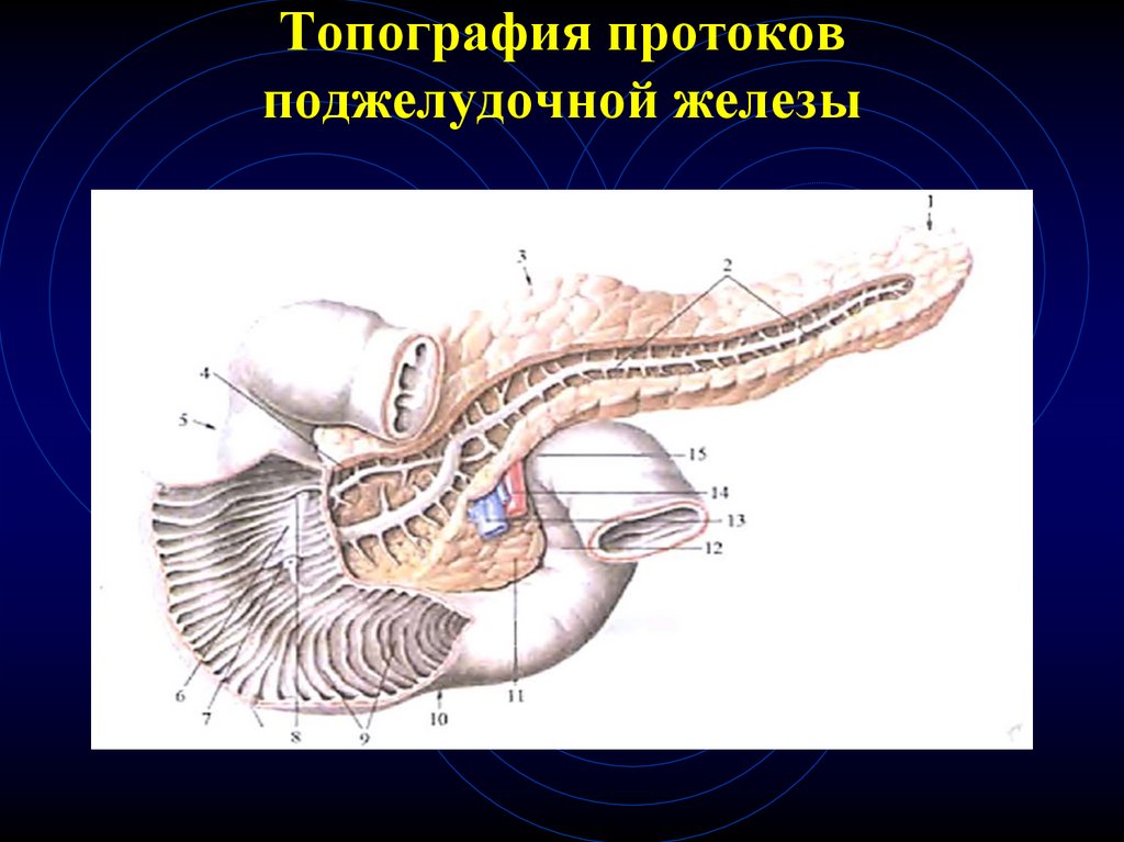 Поджелудочная железа тип железы