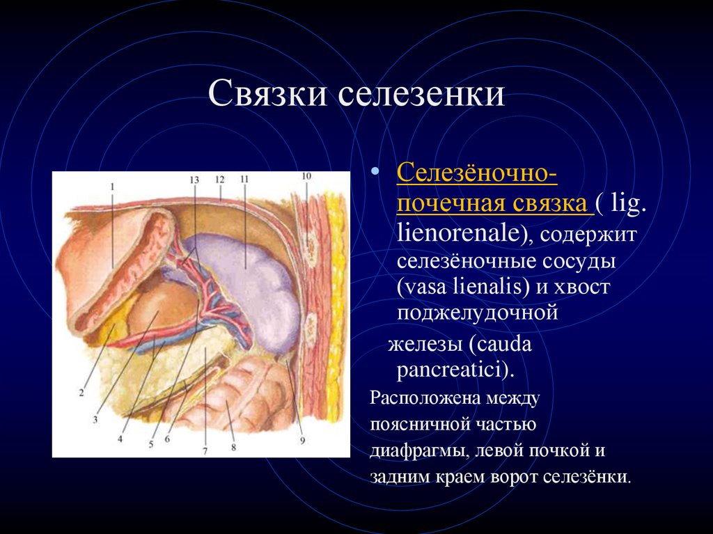 Система селезенки. Печеночно почечная связка анатомия. Селезеночно почечная связка. Печеночно селезеночная связка.