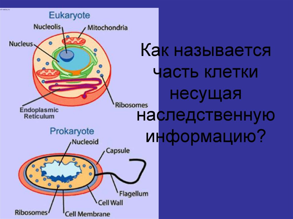 Какой из указанных на рисунке объектов относится к прокариотам