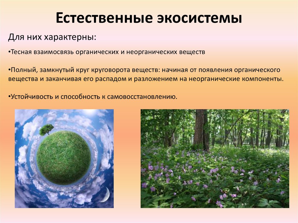 Естественные процессы в природе. Естественная экологическая система. Искусственные экосистемы. Природные экосистемы. Естественная природная экосистема.