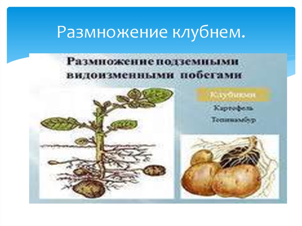 Биология 6 класс параграф 17 вегетативное размножение. Вегетативное размножение картофеля клубнями. Размножение растений клубнями. Способы вегетативного размножения клубнями. Размножение клубнями примеры растений.