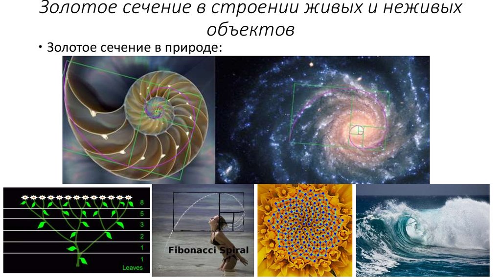 Гармония золотого сечения проект