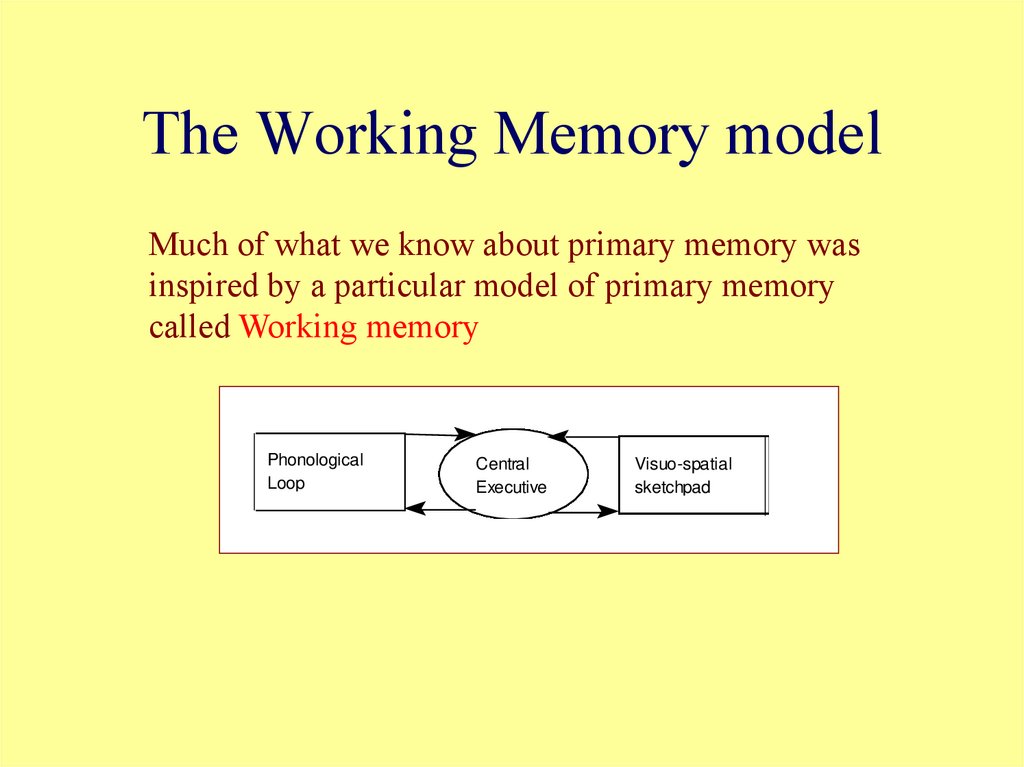 The Working Memory model