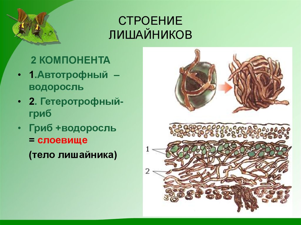 Водоросли и гриб в слоевище лишайника. Строение лишайника 5. Гетеротрофный компонент лишайника. Строение слоевища лишайника. Тело лишайника.