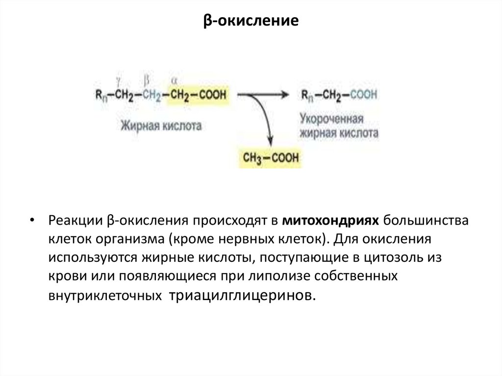 Окисление жирных кислот фермент