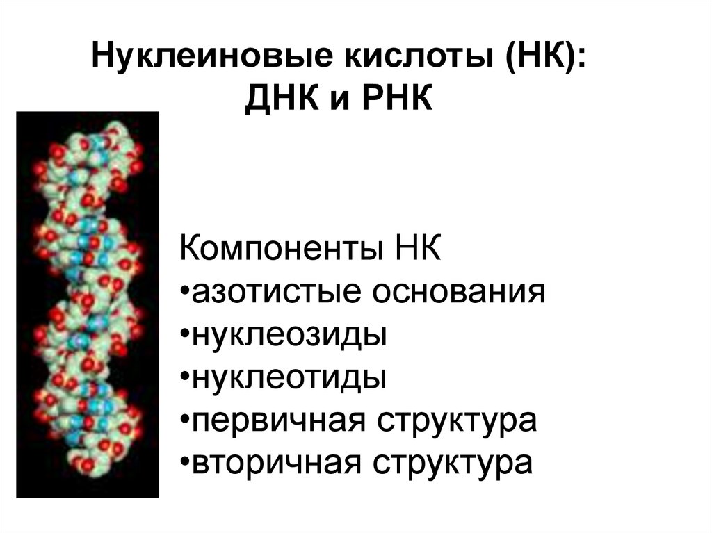 Первая нуклеиновая кислота. Нуклеиновые кислоты рибонуклеиновая кислота. Нуклеиновые кислоты ДНК И РНК. Нуклеиновая кислота ИРНК. Строение нуклеиновых кислот таблица.