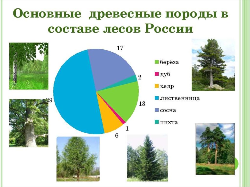 Лесная зона занимает большую часть климатического. Главные лесообразующие породы. Лесообразующие породы России. Основные древесные породы в составе лесов России. Основные лесообразующие породы России.