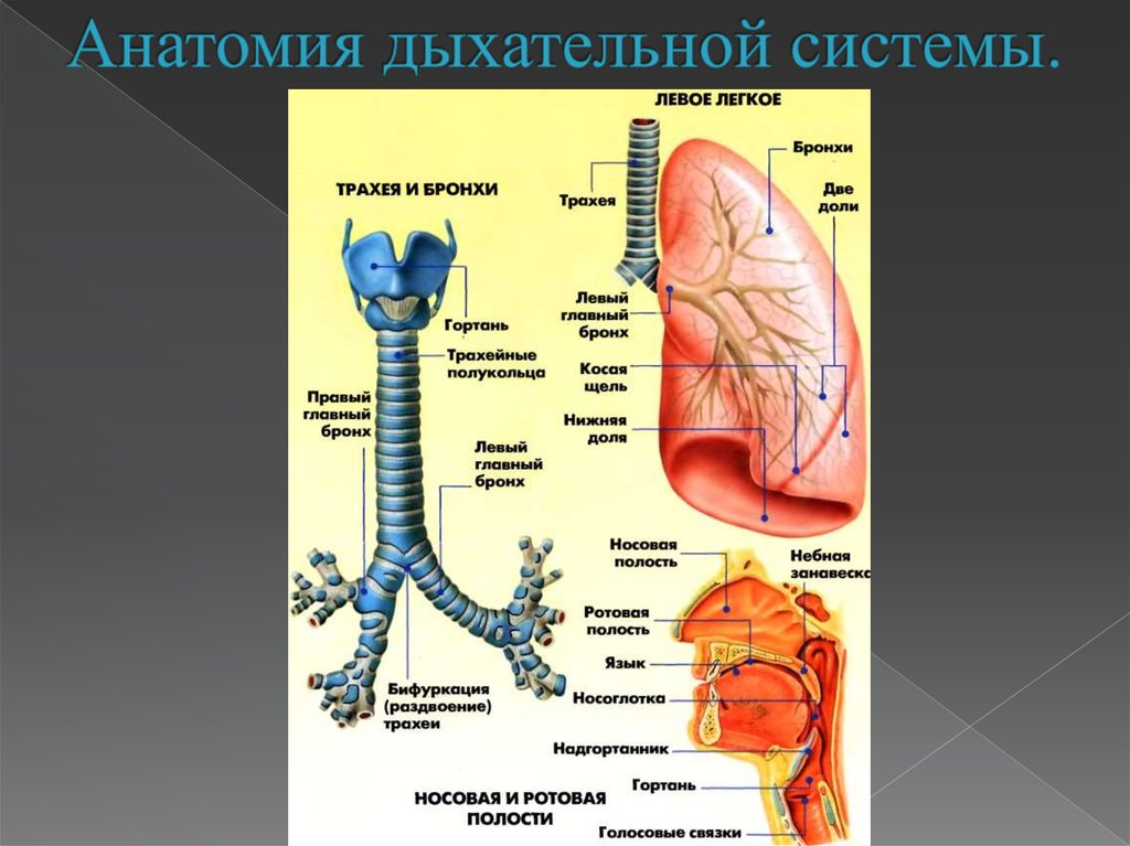 Какие органы принимают участие в дыхании. Анатомия дыхательных путей. Отделы дыхательной системы схема. Строение дыхательной системы человека. Отделы. Анатомические структуры системы органов дыхания.