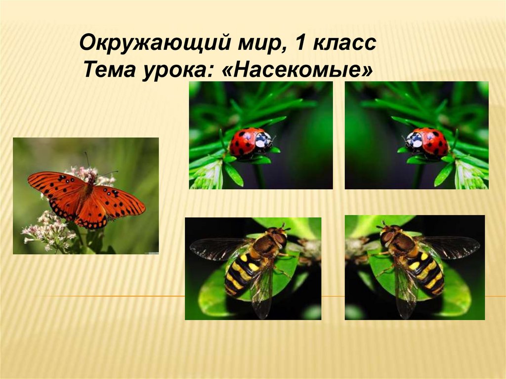 Насекомые урок 1 классе. Окружающий мир 1 класс тема насекомые. Тема урока насекомые. Насекомые презентация. Класс насекомые презентация.