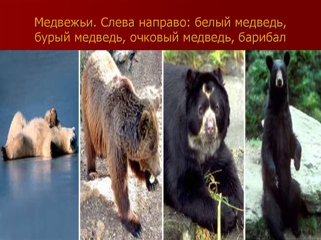 Медвежьи. Слева направо: белый медведь, бурый медведь, очковый медведь, барибал