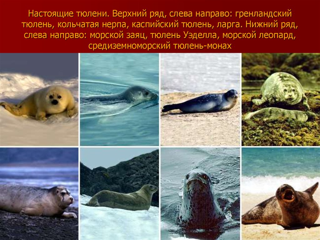 Настоящие тюлени. Верхний ряд, слева направо: гренландский тюлень, кольчатая нерпа, каспийский тюлень, ларга. Нижний ряд, слева