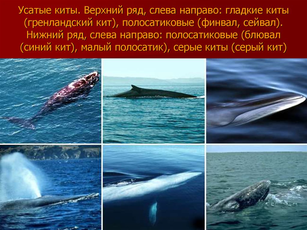 Усатые киты. Верхний ряд, слева направо: гладкие киты (гренландский кит), полосатиковые (финвал, сейвал). Нижний ряд, слева