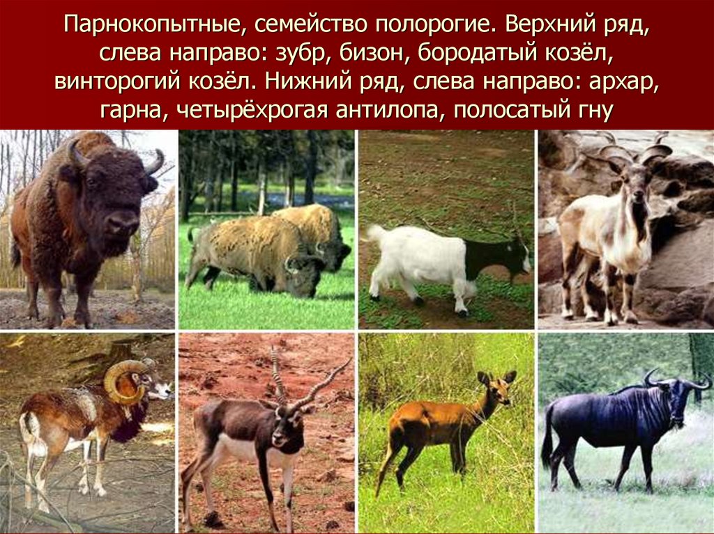 Парнокопытные, семейство полорогие. Верхний ряд, слева направо: зубр, бизон, бородатый козёл, винторогий козёл. Нижний ряд,