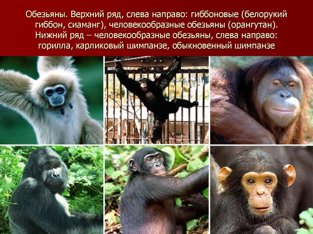 Обезьяны. Верхний ряд, слева направо: гиббоновые (белорукий гиббон, сиаманг), человекообразные обезьяны (орангутан). Нижний ряд