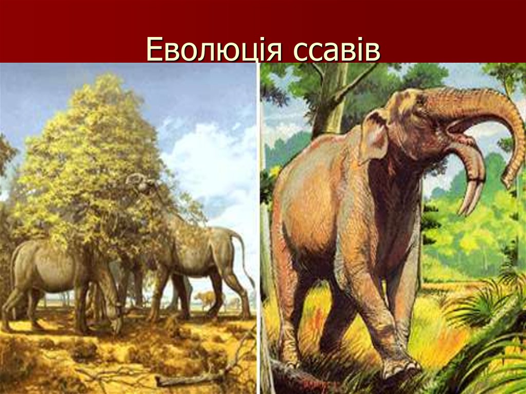 Еволюція ссавів