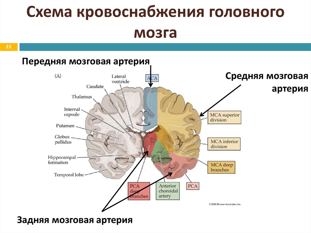 Артерии среднего мозга. Зоны кровоснабжения мозговых артерий. Зоны кровоснабжение головного мозга схема. Зона кровоснабжения средней мозговой артерии. Кровоснабжение ствола головного мозга.