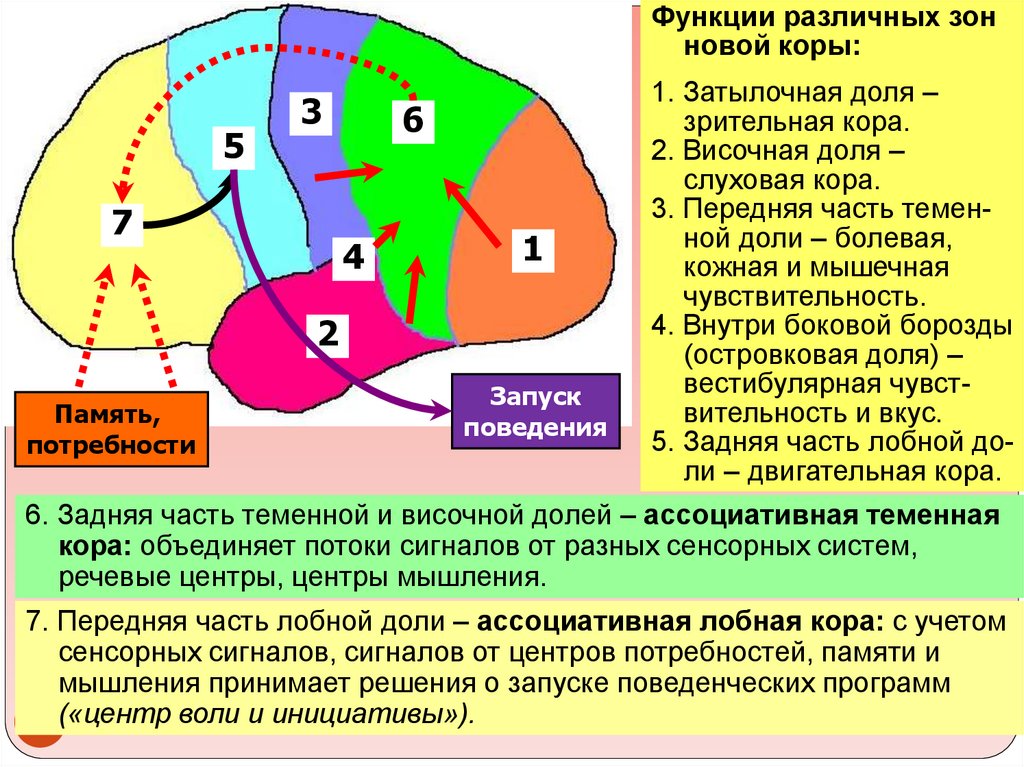 Крупные ядра. Зоны новой коры. Теменная доля сенсорная зона. Теменная ассоциативная кора отвечает за. Ассоциативная лобная кора.